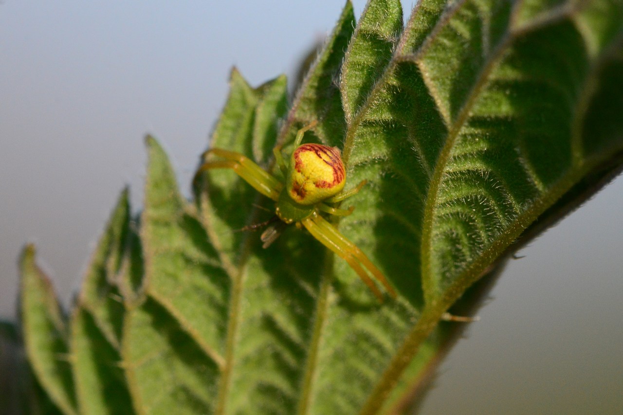 Ebrechtella tricuspidata Ebrechtella tricuspidata